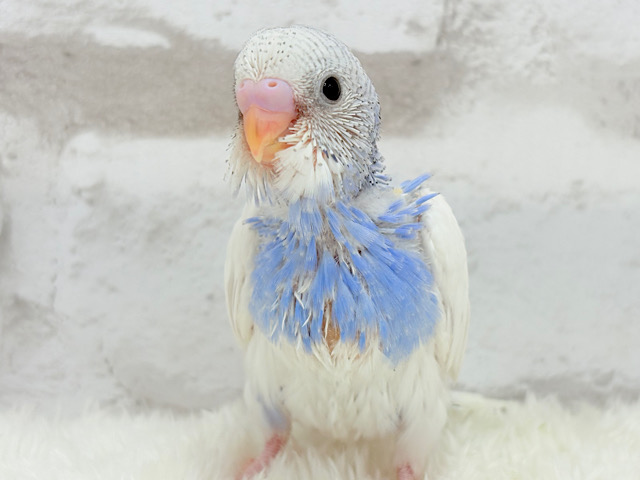 夏が近づく気配🏖セキセイインコ(パイド) ヒナ