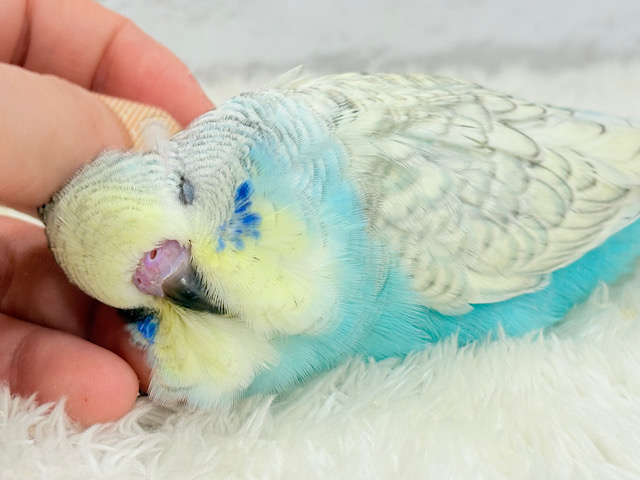 【最新画像更新🪄】ででん！もふもふの天使🧚ジャンボセキセイインコ ヒナ