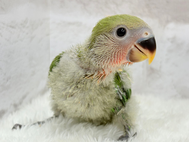 キラッキラのおめめに映る世界🌍🫧コザクラインコ(ノーマル) ヒナ