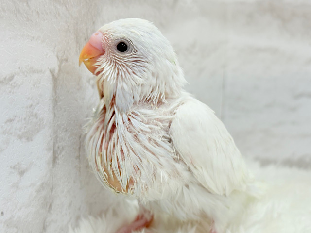 真っ白ペンギン🐧🤍セキセイインコ(ダブルファクター) ヒナ