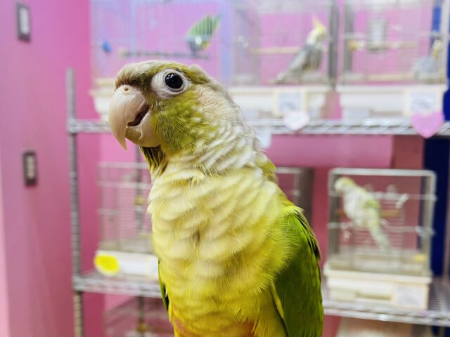 最新画像あります⭐️ヒナ餌卒業🎓優しく包み込んでくださいな☺️💕優しいカラーにパッチリおめめのウロコインコシナモンカラー🤎