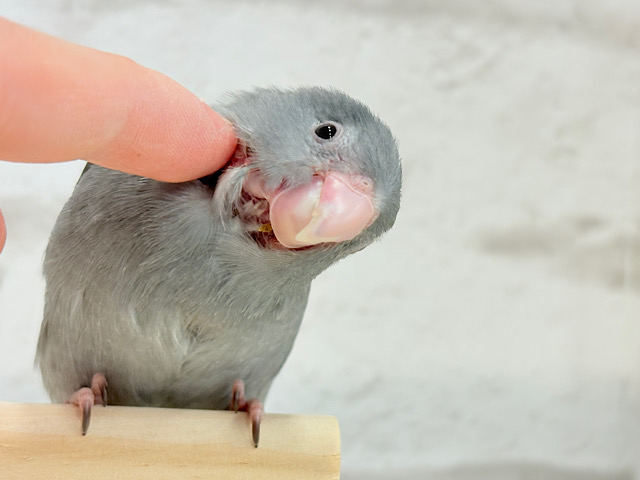 【動画更新🪄ひとり餌‪になりました☆】かっこよくて、可愛くて、🐣💖マメルリハ(モーブ) ヒナ