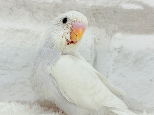 たくさん遊ぼう♬セキセイインコ(ダブルファクター) ヒナ
