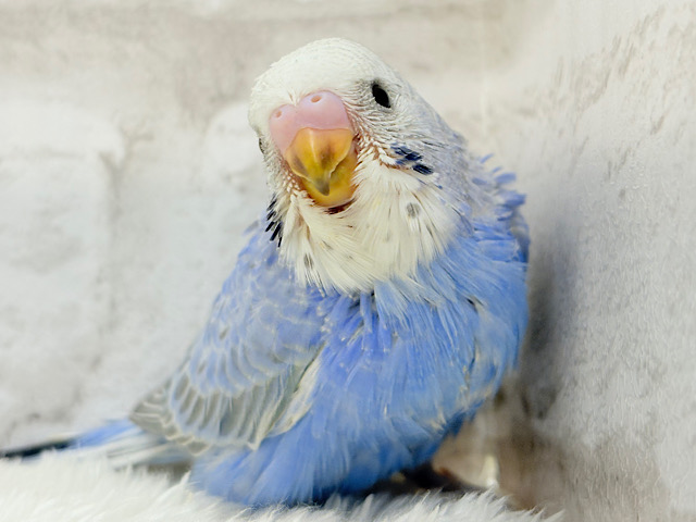 むちっと♡藤色に包まれて🫧セキセイインコ(オパーリン) ヒナ