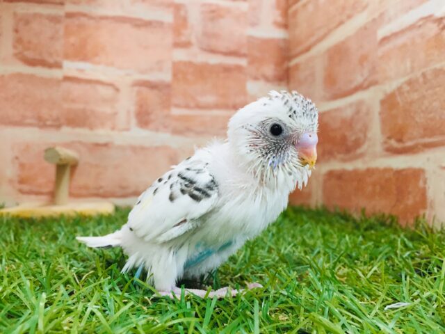 まるでクッキークリーム⁉⁉　セキセイインコ（白ハルクイン）