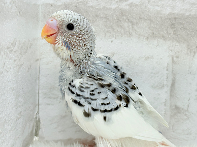 弾ける笑顔が可愛い子♬*°セキセイインコ(パイド) ヒナ