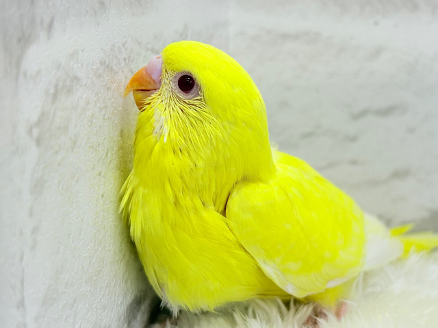 きゅるるんEyeにメロメロ💖セキセイインコ(ルチノー) ヒナ