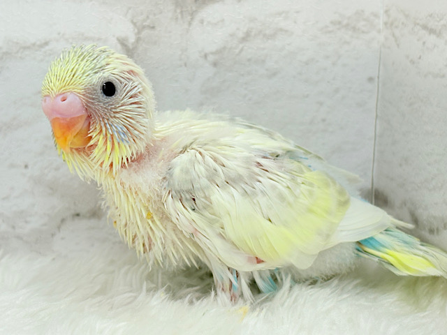 爽やか🫧レモンクリーム🍋セキセイインコ(パステルカラーレインボーパイド) ヒナ