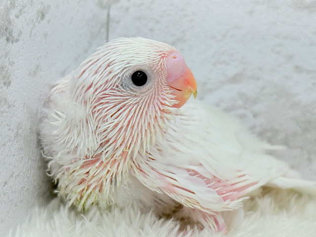 溢れ出る透明感〜〜〜🫧セキセイインコ(ダブルファクター) ヒナ