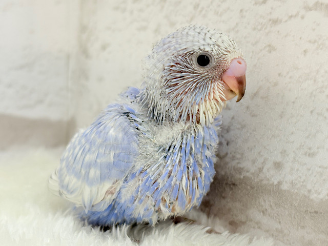 どんな仕草も愛おしい♡セキセイインコ(スパングル) ヒナ