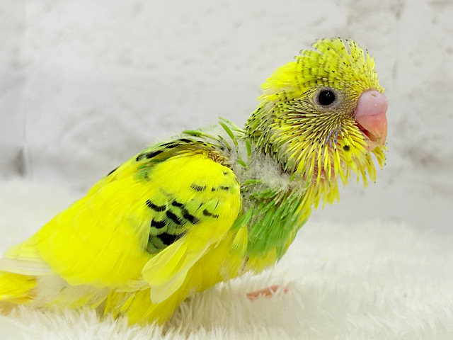 モリモリ食べるゾ‪☆食欲旺盛さん~♩♩セキセイインコ(パイド) ヒナ