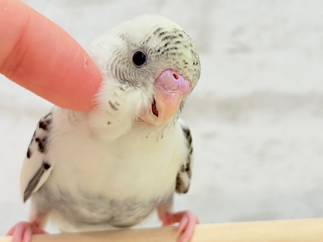カラーも声も可愛いんです💖セキセイインコ(四色ハルクイン)