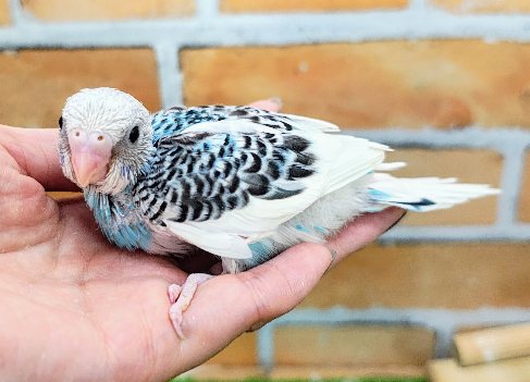 派手派手パイド✨セキセイインコのヒナ(ブルーパイド)入荷しました❤️