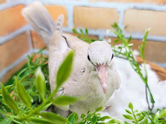 人気爆発中〜💥ジュズカケバト入荷しました❤️