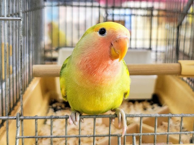 最新画像更新しました春爛漫🌸黄色がたっぷりの小桜インコのタイガーチェリー♡