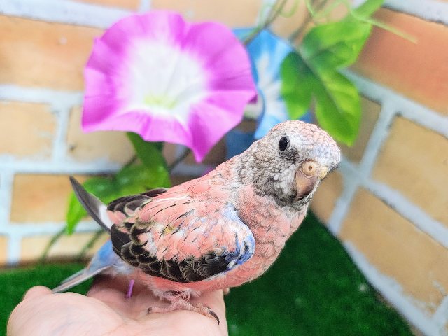 女の子確定♥目指せ𝕞𝕠𝕕𝕖𝕝💅👠ｶﾜｲｲだけじゃないの😉🩷秋草インコ(ローズ/2025年2月下旬)