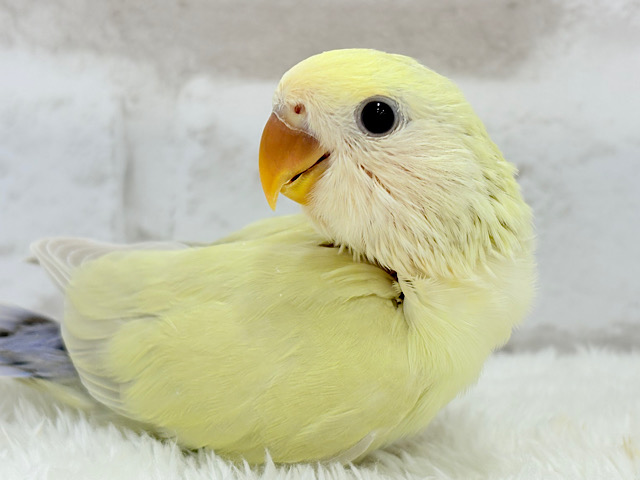 【最新画像更新🪄】柔らかカラー.*･ﾟコザクラインコ(シナモン) ヒナ