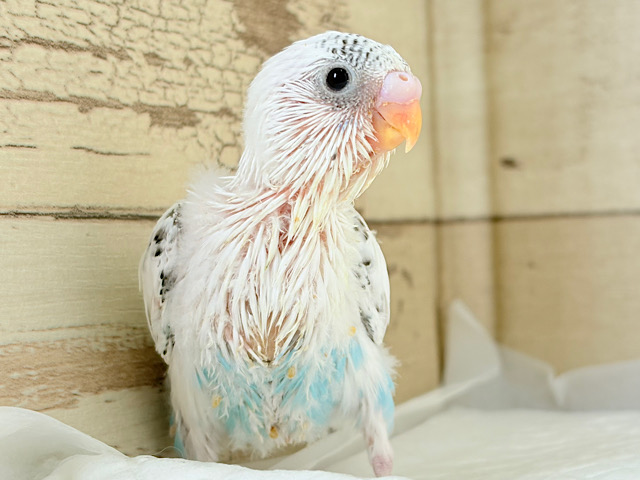 個性的‪な黒ポッチ‪☆セキセイインコ(ハルクイン) ヒナ