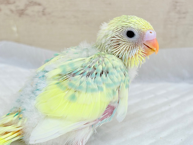 癒されクリームソーダ🍹🫧セキセイインコ(パステルカラーレインボーパイド) ヒナ