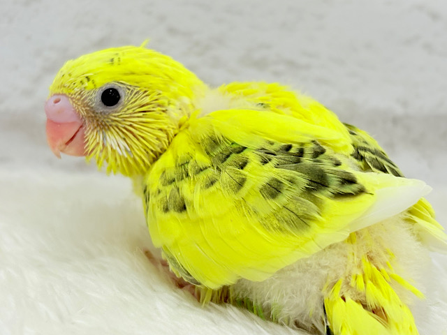 ミツバチカラーの人気者🐝⋆゜セキセイインコ(ハルクイン) ヒナ