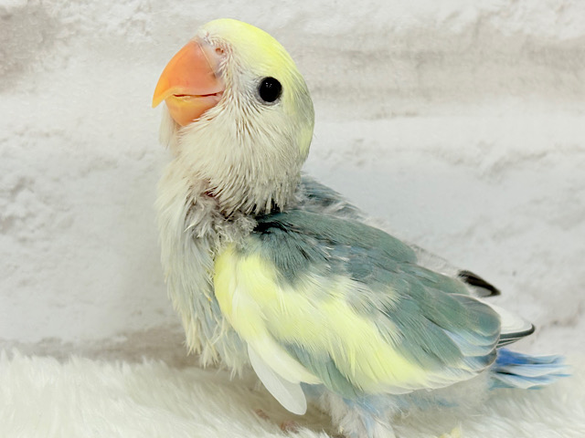 【最新画像更新🪄】果汁たっぷり青リンゴ🍏コザクラインコ(ブルーチェリーパイド) ヒナ