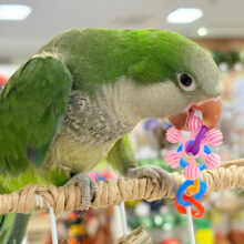 【最新画像更新🪄】ツンデレのその先にはデレデレが待ってます🧚💗オキナインコ(グリーン)