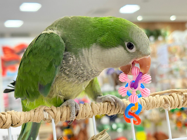 【最新画像更新🪄】ツンデレのその先にはデレデレが待ってます🧚💗オキナインコ(グリーン)