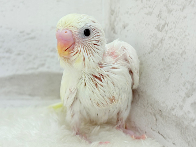 甘酸っぱい🍋レモンチーズケーキ🍰セキセイインコ(クリーム) ヒナ