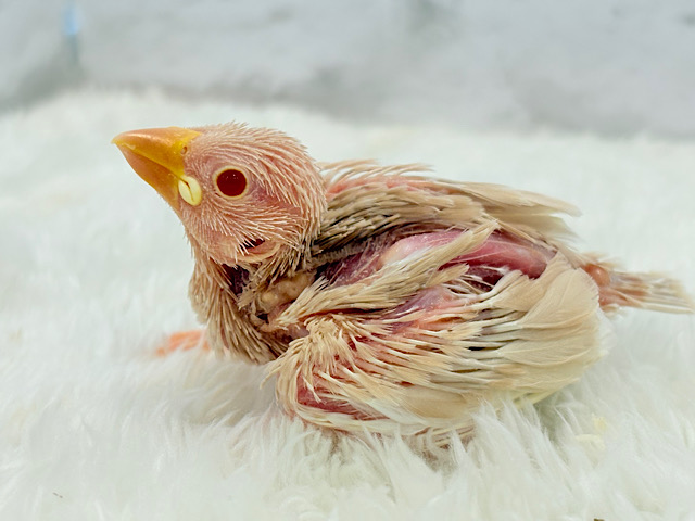 透き通る赤目さん☆　吸い込まれてください♪シナモン文鳥〜〜