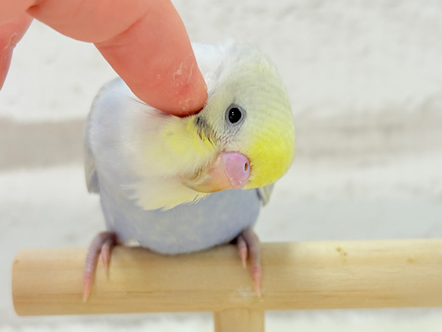 【動画更新🪄ひとり餌になりました！】可愛い子みーっけたっ！！！セキセイインコ(パステルレインボー) ヒナ
