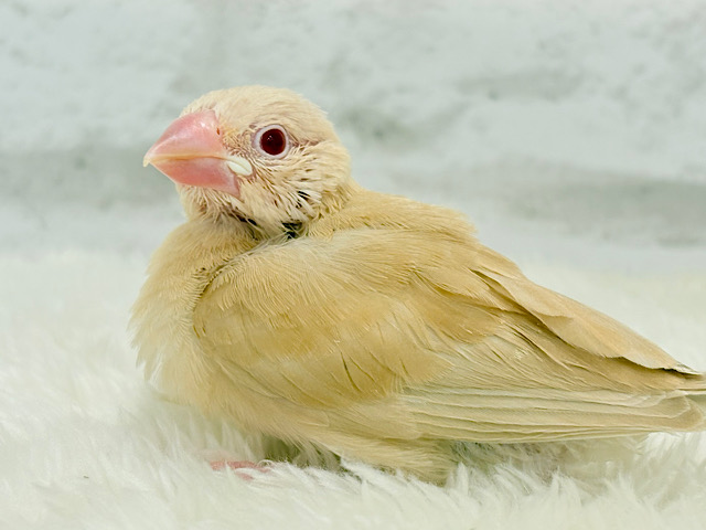 【最新画像更新🪄】目ﾁﾞｶﾗで、あなた、にがしませんっ(*´з`)　みりょく１２０％の　シナモン文鳥～～