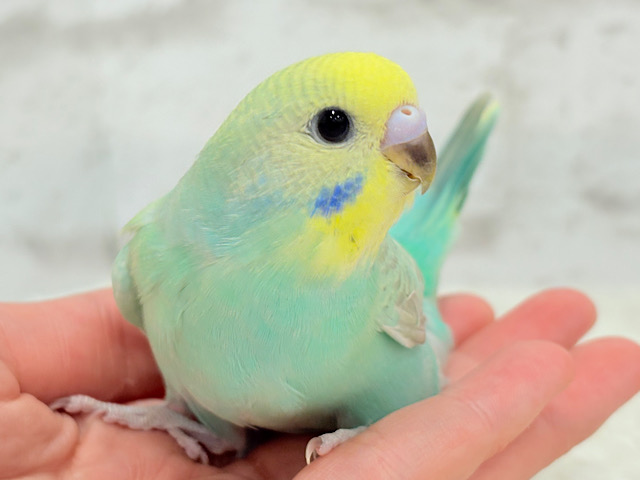 【最新画像更新🪄】大きなおめめに吸い込まれちゃう🫧セキセイインコ(パステルカラーレインボー) ヒナ