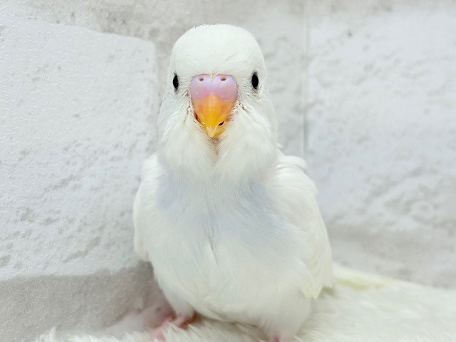 【最新画像更新🪄】ほんわか〜おっとり〜🫧セキセイインコ(ダブルファクター) ヒナ