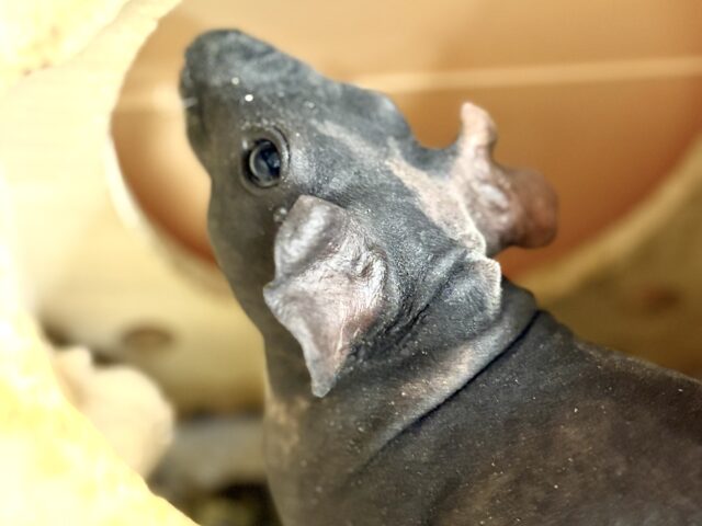 【最新画像更新🪄︎︎】つるつるボディ💕スキニーギニアピッグ（男の子）