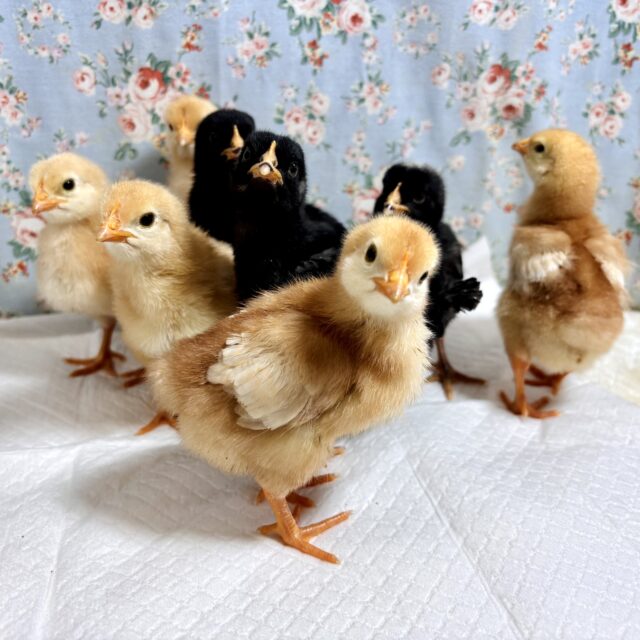 ボリスブラウン＆ブリモスロック のひよこ達来てくれました〜🐤⸝꙳🐦⸒⸒