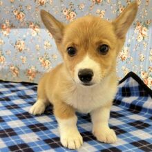 お久しぶりでしゅ～　お尻ふりふりコーギー入舎!!