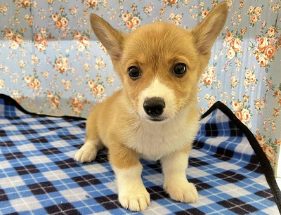 お久しぶりでしゅ～　お尻ふりふりコーギー入舎!!