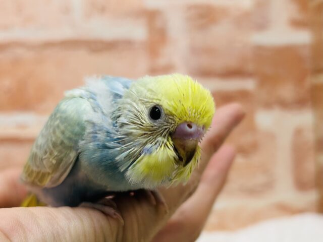 カラフルで幻想的なカラー⁉🌈🌈🌈　セキセイインコ（レインボー系）