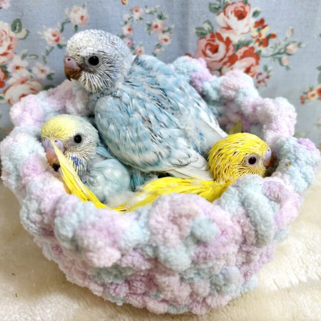 セキセイインコちゃんず3羽入舎しました！☆*🐥🐥🐥