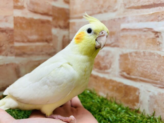 オカメインコといえばこのカラーだよね🎵　（ルチノー）