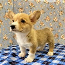 両親はむっちり系！？コーギーくん再び！