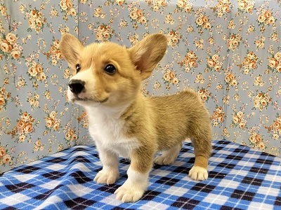 両親はむっちり系！？コーギーくん再び！