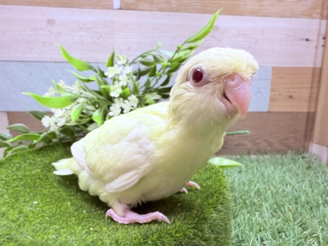 最新画像あります🌟クリームカラーの優しいお色が素敵ですっ♪サザナミインコのクリームイノ❣️