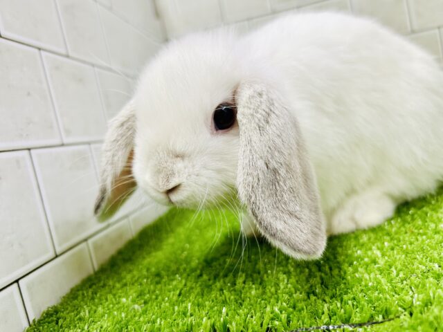 モフモフもちもちのちょ～～～ぜつ癒しキャラ♪♪　ホーランドロップイヤー