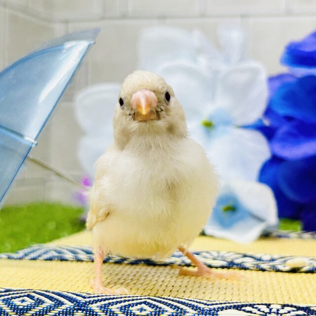 優しいココナッツミルクカラー☕　キンカチョウ