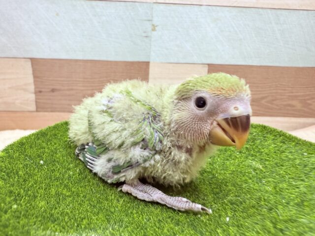 グリーンとレッドが綺麗な人気カラー💖コザクラインコのノーマル❣️