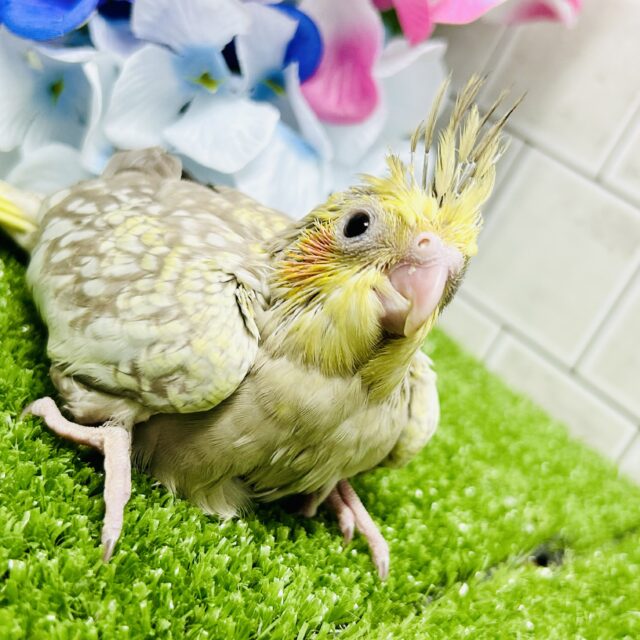 ワンパク！モチモチ成長期～♬　オカメインコ