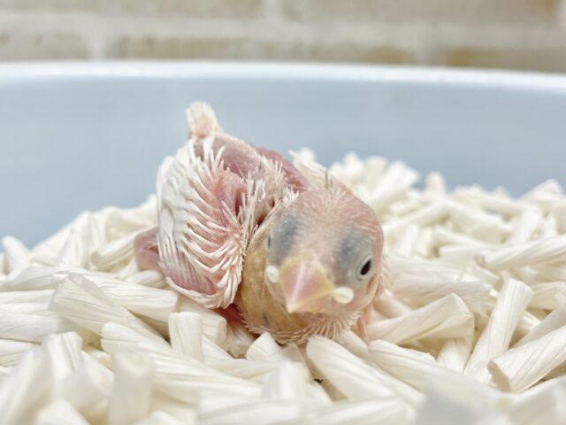 白天使🤍✨白文鳥