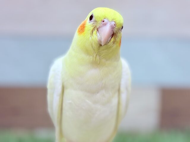 最新画像あります🌟証明写真のように正面からハイチーズ📸✨オカメインコのルチノー❣️