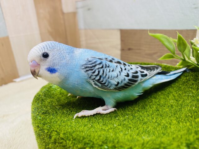 最新画像有ります⭐️爽やかブルー💙定番人気カラーのセキセイインコのオパーリン⭐️